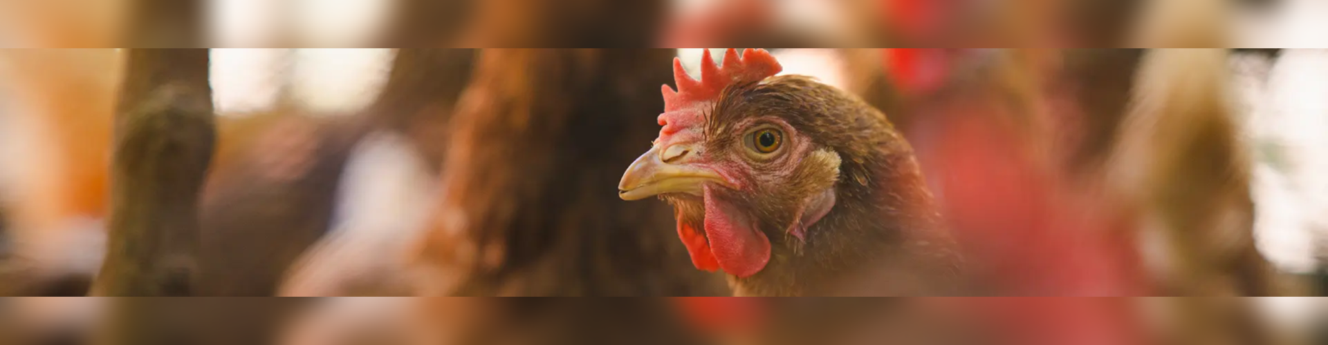 Спријечите ширење птичјег грипa (#NoBirdFlu)